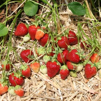 Rutgers Scarlet™ Strawberry Plants